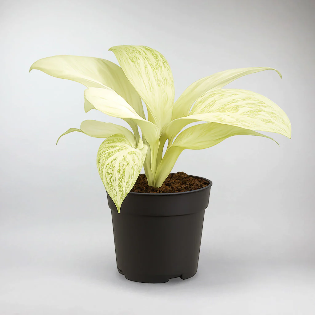 Aglaonema Arctic Lime | Aglaonema Arctic Lime