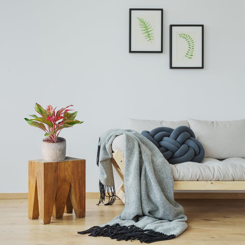 Aglaonema Evergreen 'Crete' | Aglaonema 'Crete' - Image 4