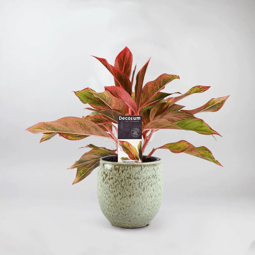 Aglaonema Evergreen 'Crete' | Aglaonema 'Crete' - Image 5