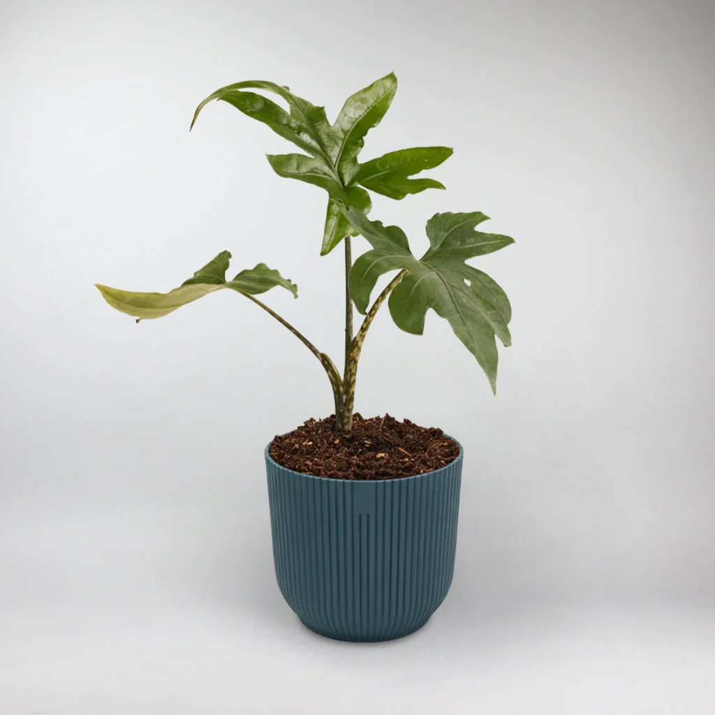 Alocasia Pink Passion Terrarium Plant | Alocasia Brancifolia Pink Passion