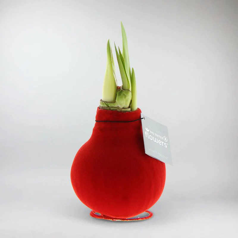 Amaryllis Bulb in Velvet - Image 3