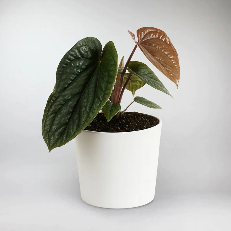 Anthurium Luxurians x Radicans | Anthurium Luxurians x Radicans