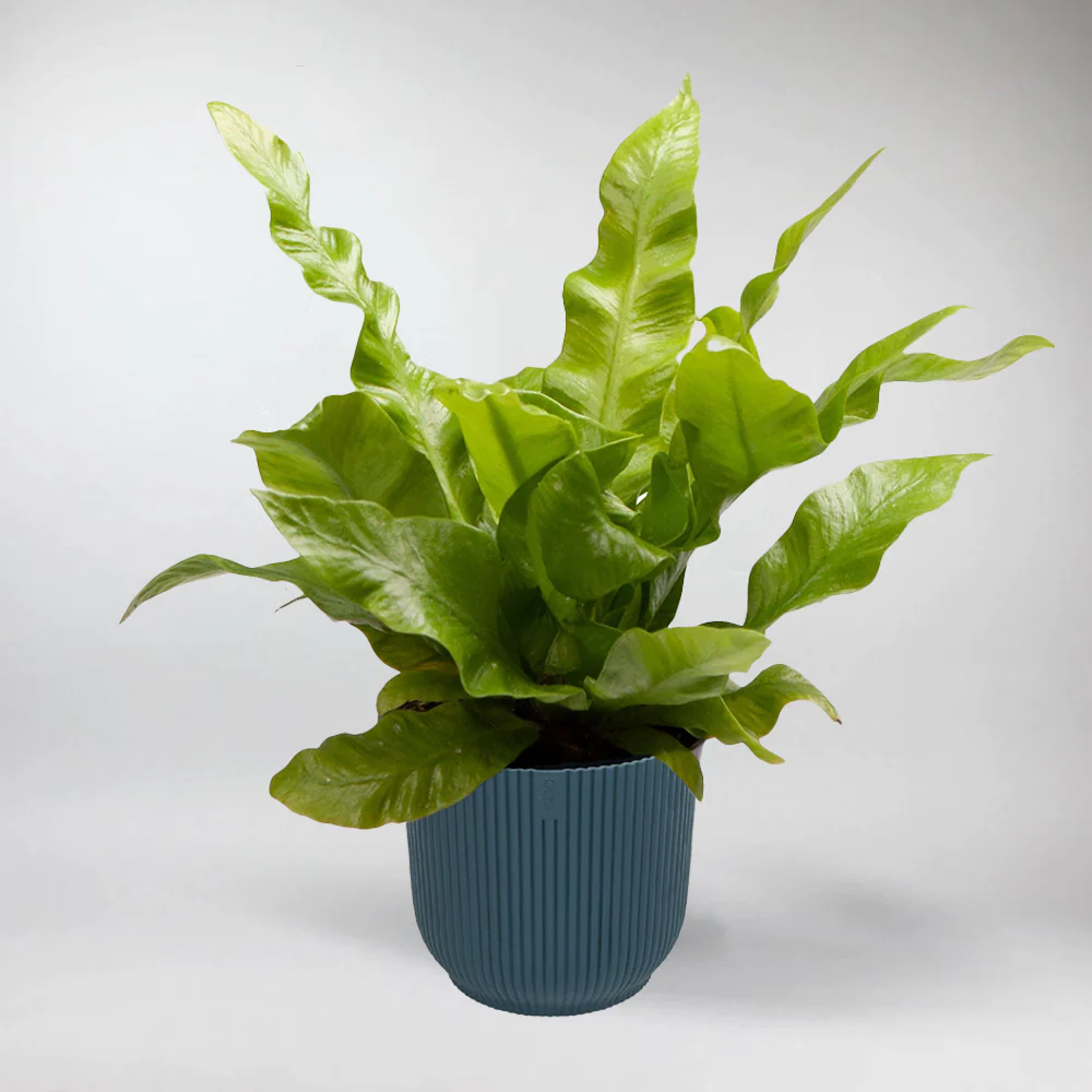 Mini Crispy Wave Fern | Asplenium Nidus 'Crispy Wave' Terrarium Plant