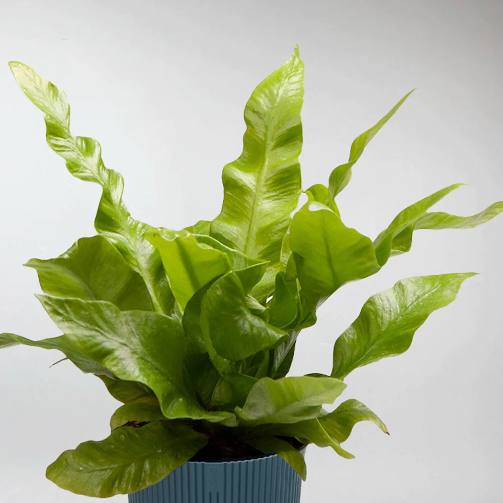 Mini Crispy Wave Fern | Asplenium Nidus 'Crispy Wave' Terrarium Plant - Image 2