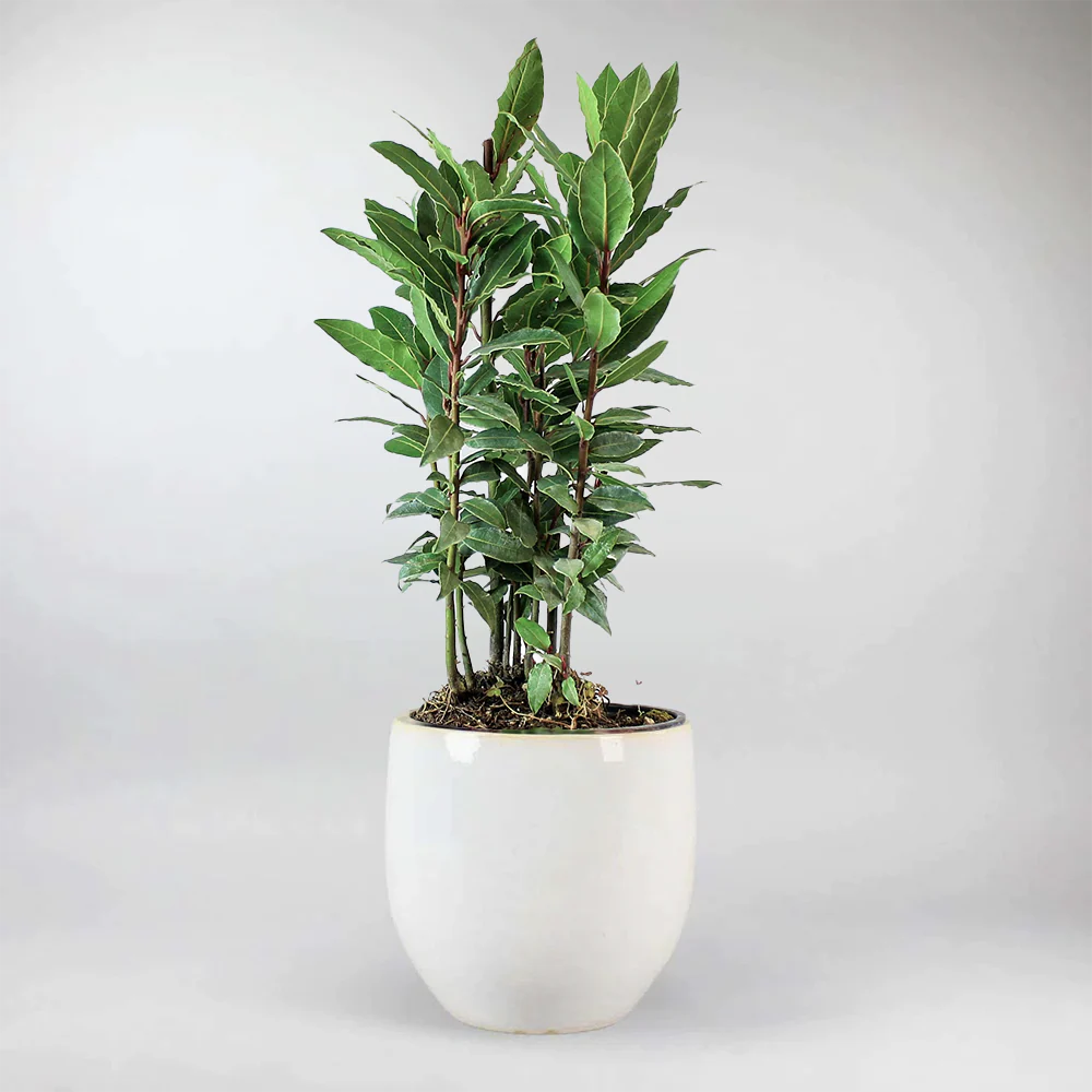 Bay Laurel | Laurus Nobilis