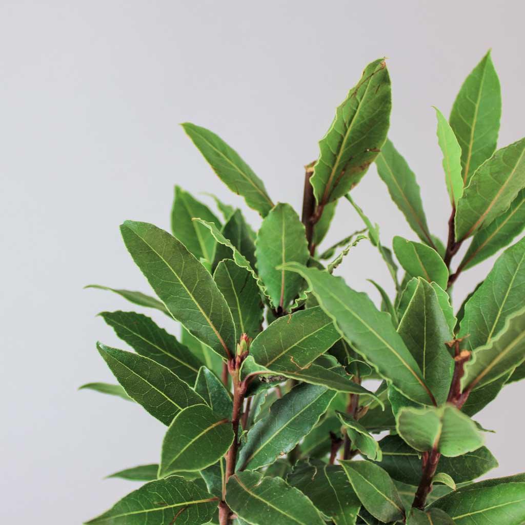 Bay Laurel | Laurus Nobilis - Image 2