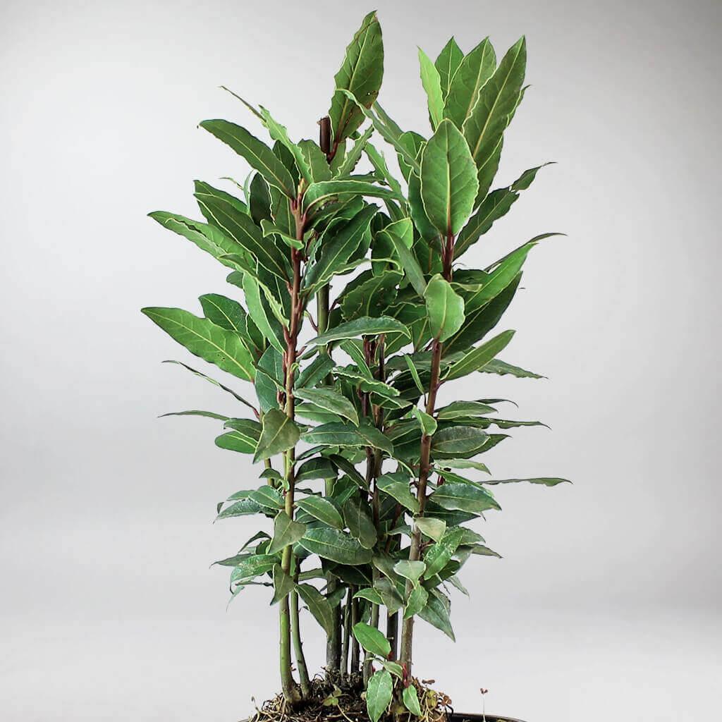 Bay Laurel | Laurus Nobilis - Image 3