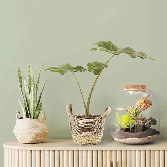 Plant Basket 'Bengal' - Image 4
