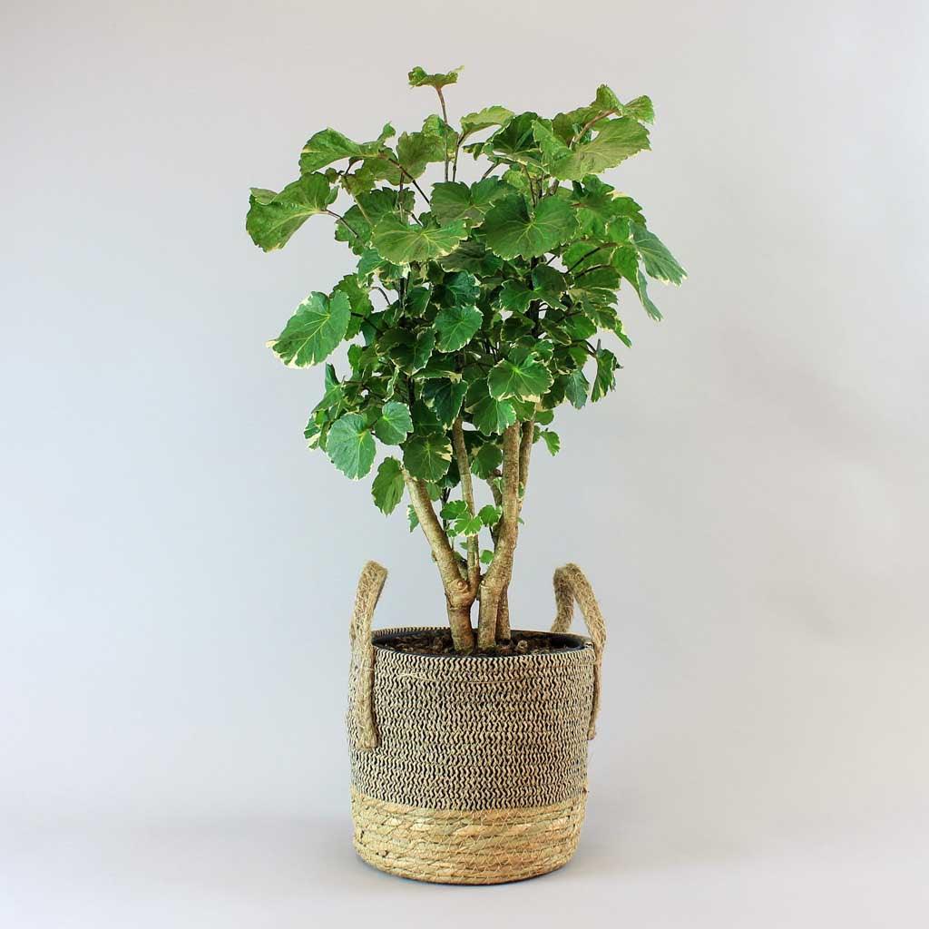 Plant Basket 'Bengal' - Image 5