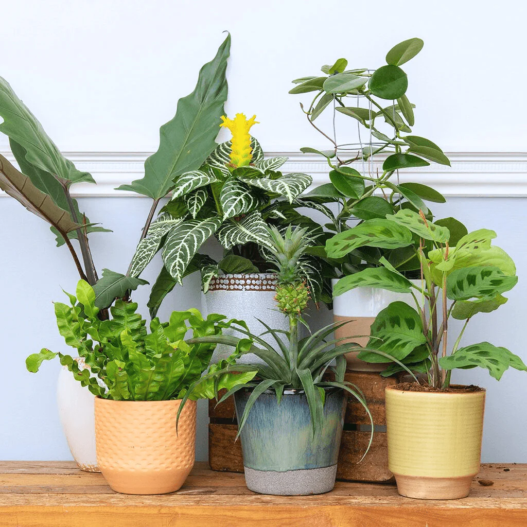 Pleated Bird's Nest Fern | Asplenium nidus 'Crispy Wave' - Image 3