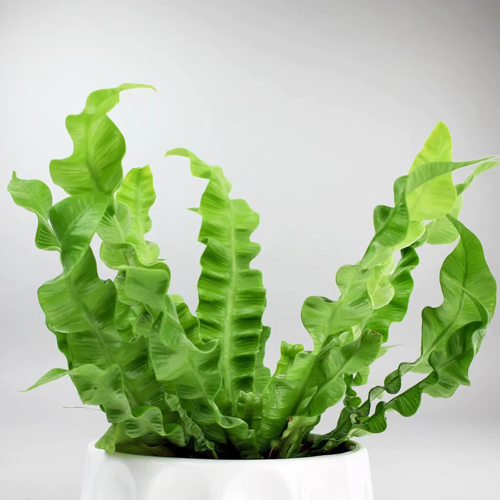 Pleated Bird's Nest Fern | Asplenium nidus 'Crispy Wave' - Image 4