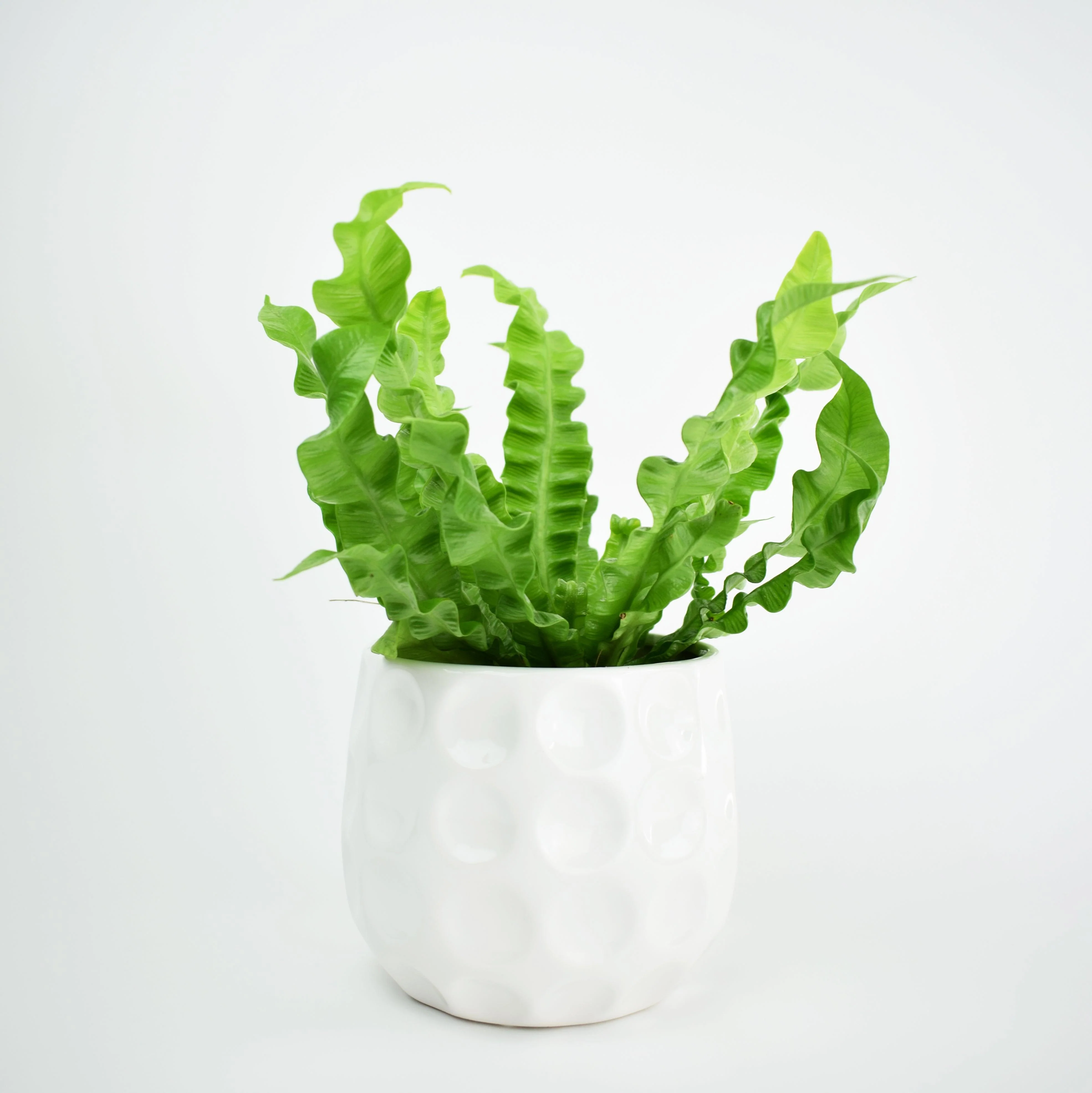 Pleated Bird's Nest Fern | Asplenium nidus 'Crispy Wave' - Image 5