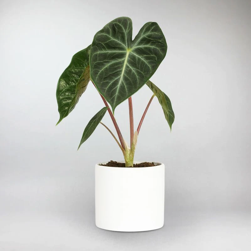Black Velvet Alocasia | Alocasia Black Velvet