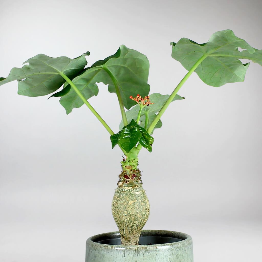 Buddha Belly Plant | Jatropha Podagrica - Image 4