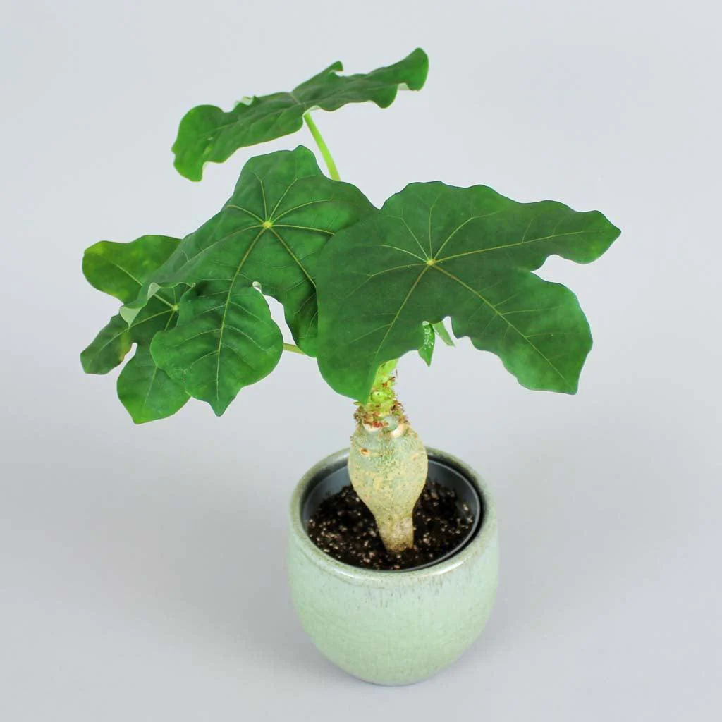 Buddha Belly Plant | Jatropha Podagrica - Image 5
