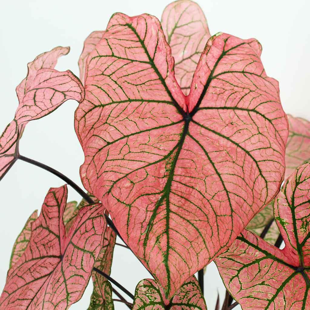 Caladium Spring Fling - Image 2
