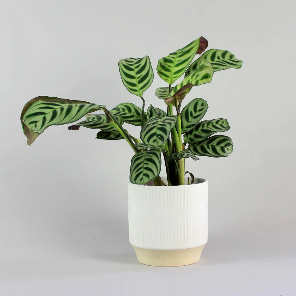 Calathea 'Ctenanthe' | Ctenanthe Burle-Marxii Amabilis - Image 3