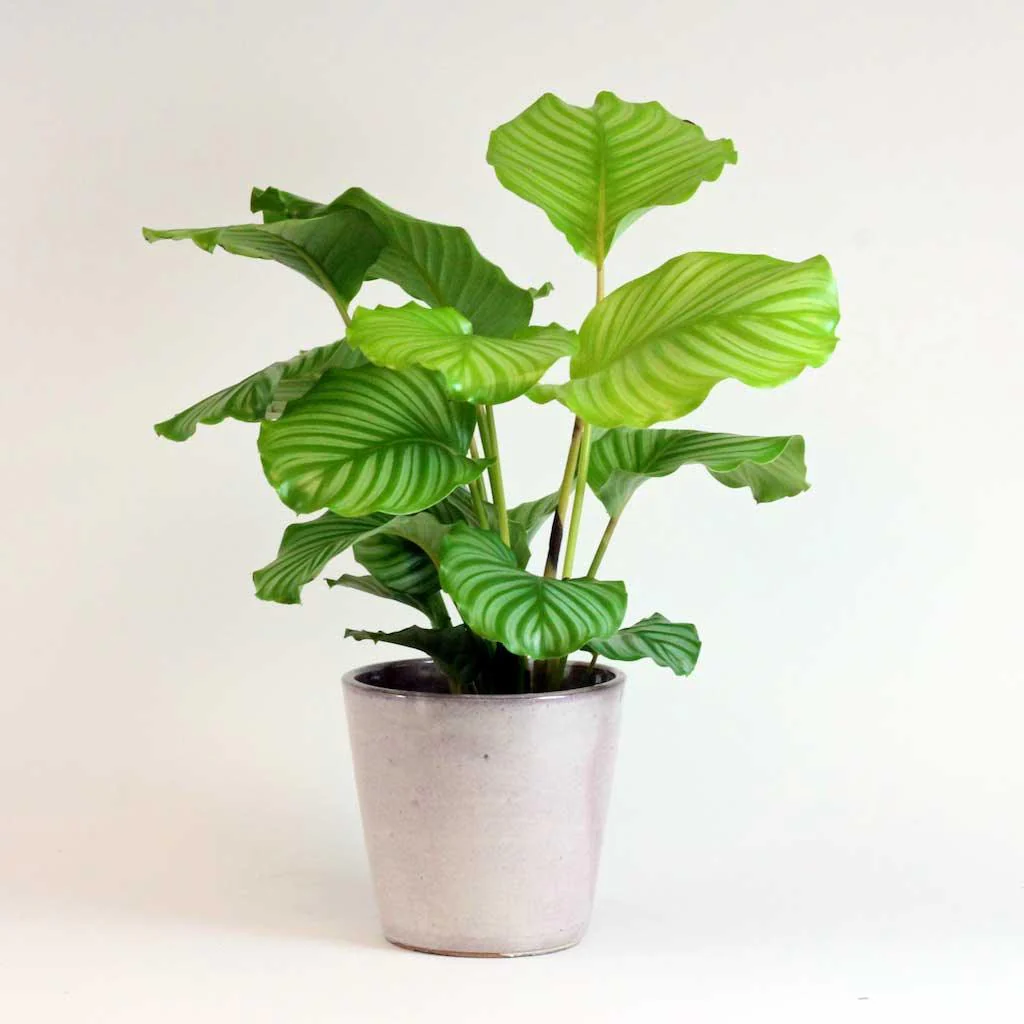 Calathea Orbifolia | Calathea Orbifolia 19 cm - Image 3