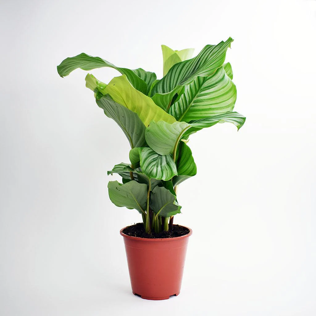 Calathea Orbifolia | Calathea Orbifolia 19 cm - Image 4