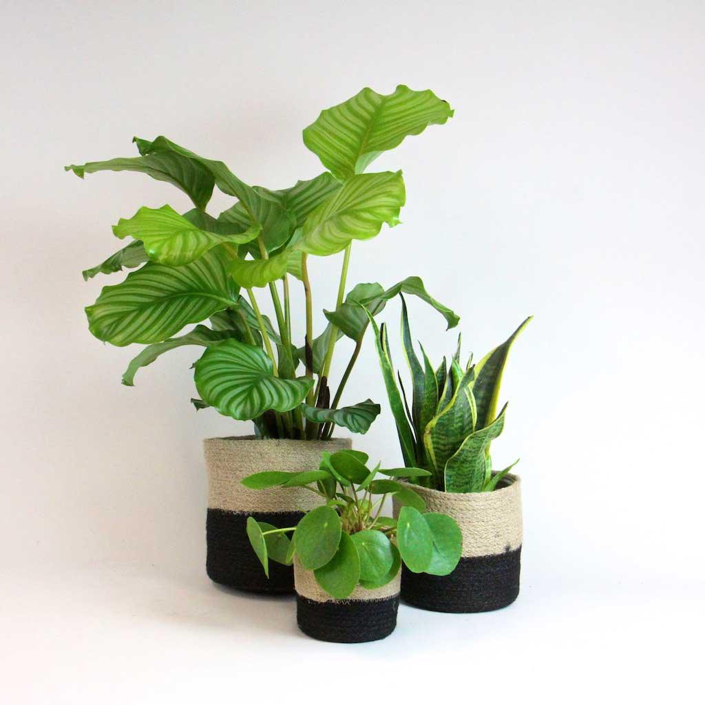 Calathea Orbifolia | Calathea Orbifolia 19 cm - Image 6