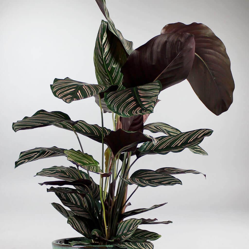 Calathea 'Pink Ornata' |  Calathea Pinstripe - Image 3