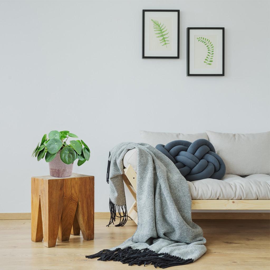 Coin-shaped Money Plant | Pilea Peperomioides - Image 3