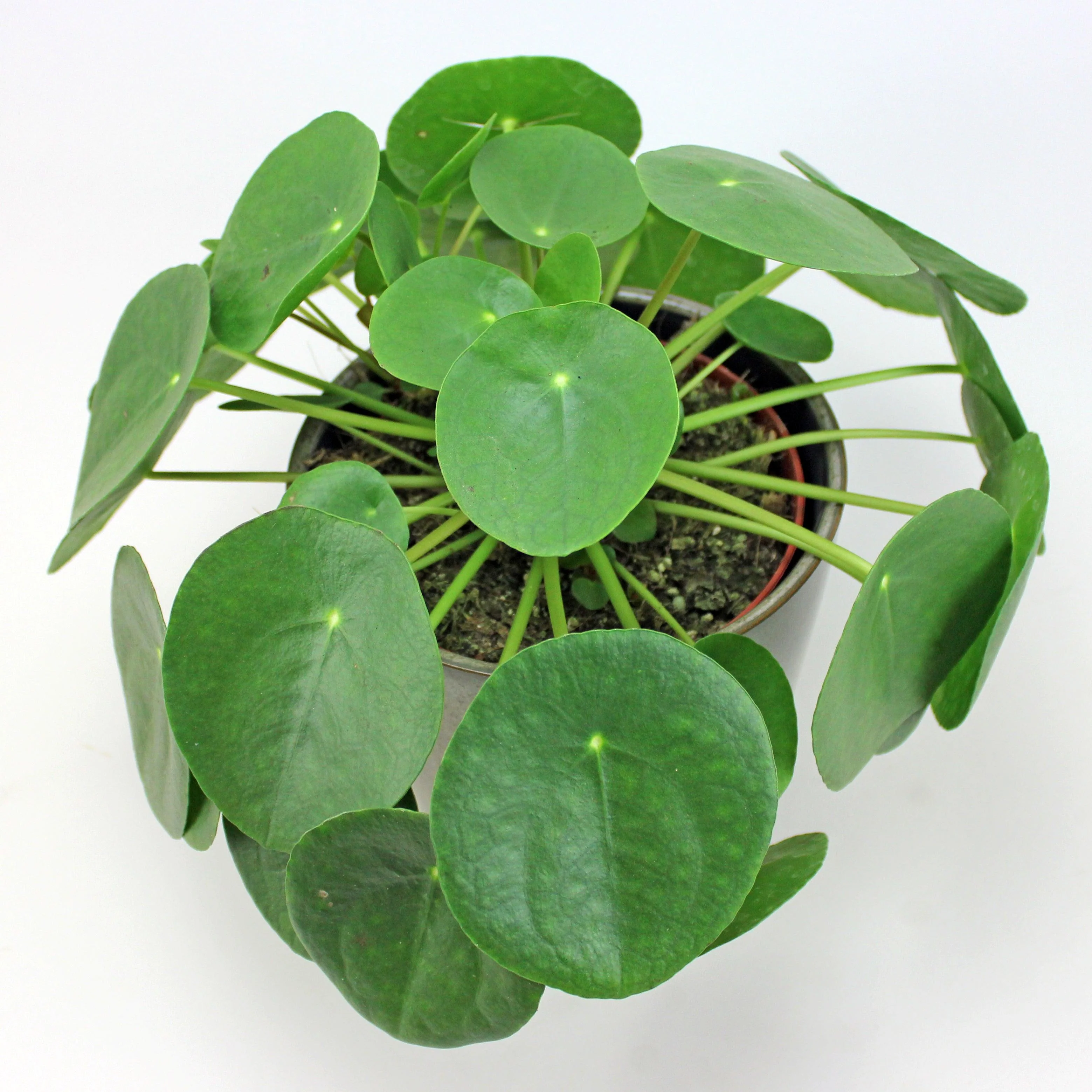 Coin-shaped Money Plant | Pilea Peperomioides - Image 4