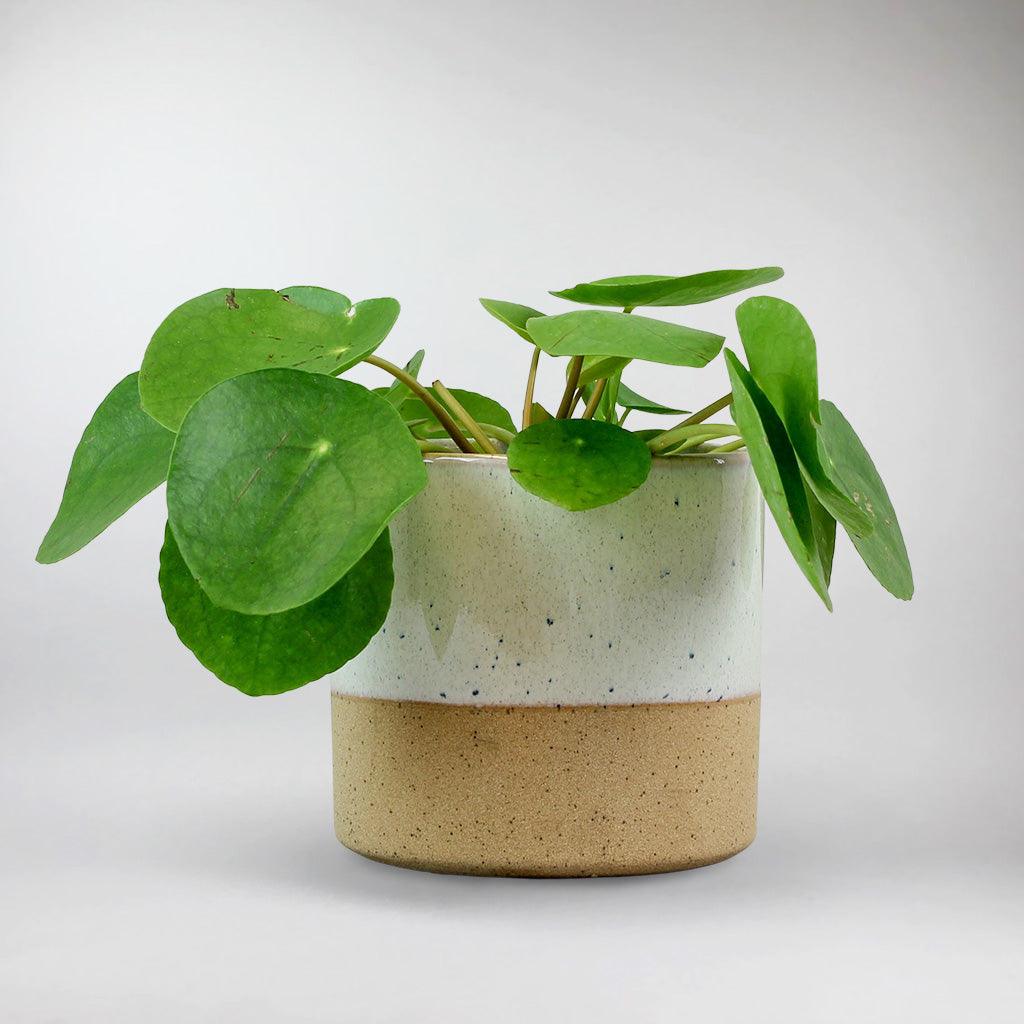 Coin-shaped Money Plant | Pilea Peperomioides - Image 5