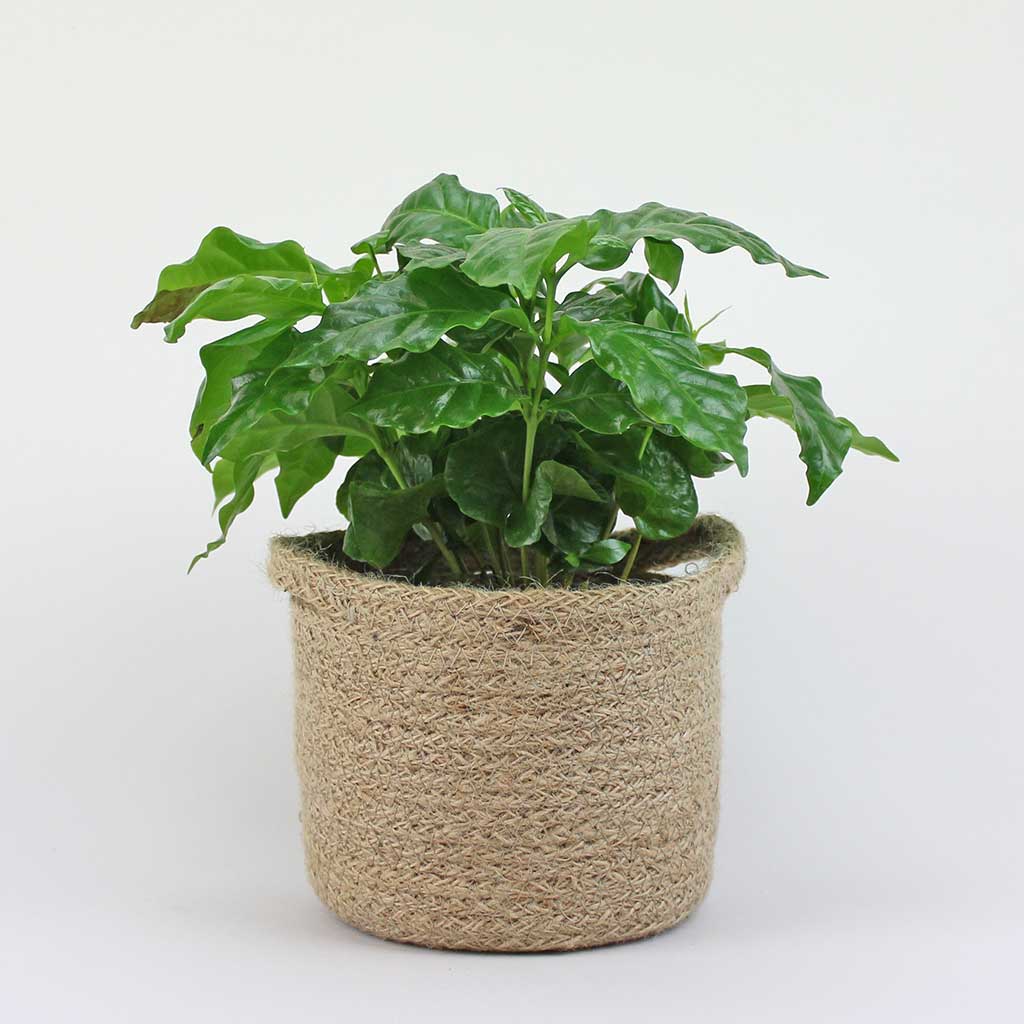 Coffee Plant | Coffea Arabica