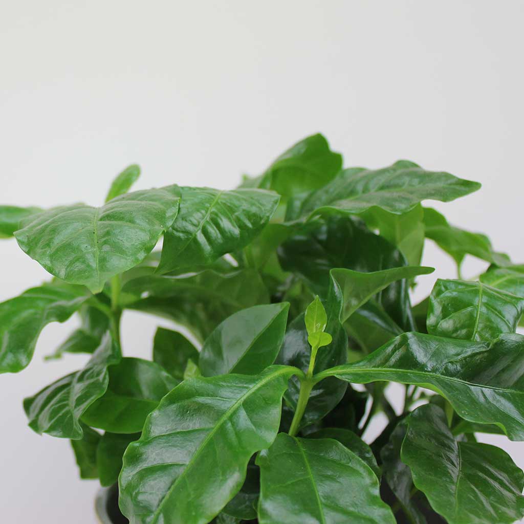 Coffee Plant | Coffea Arabica - Image 2