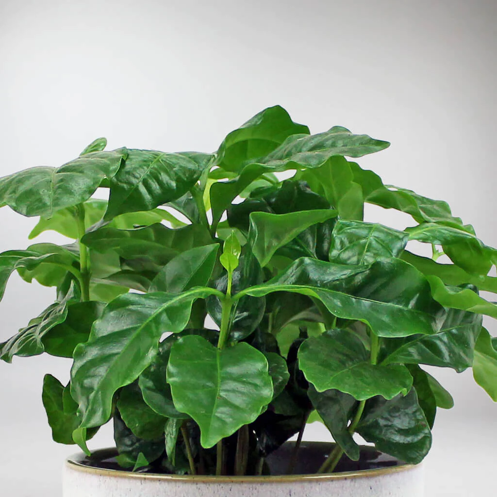 Coffee Plant | Coffea Arabica - Image 3