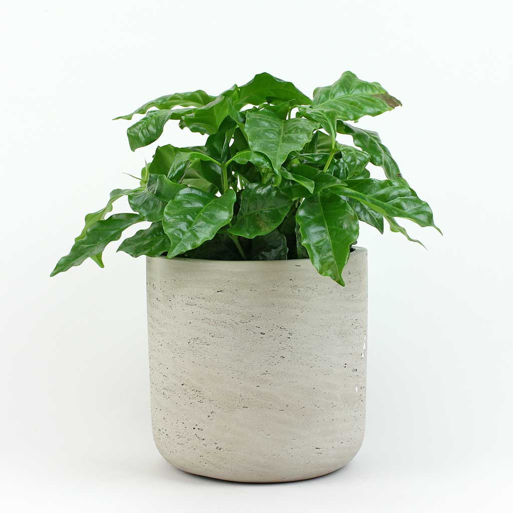 Coffee Plant | Coffea Arabica - Image 4