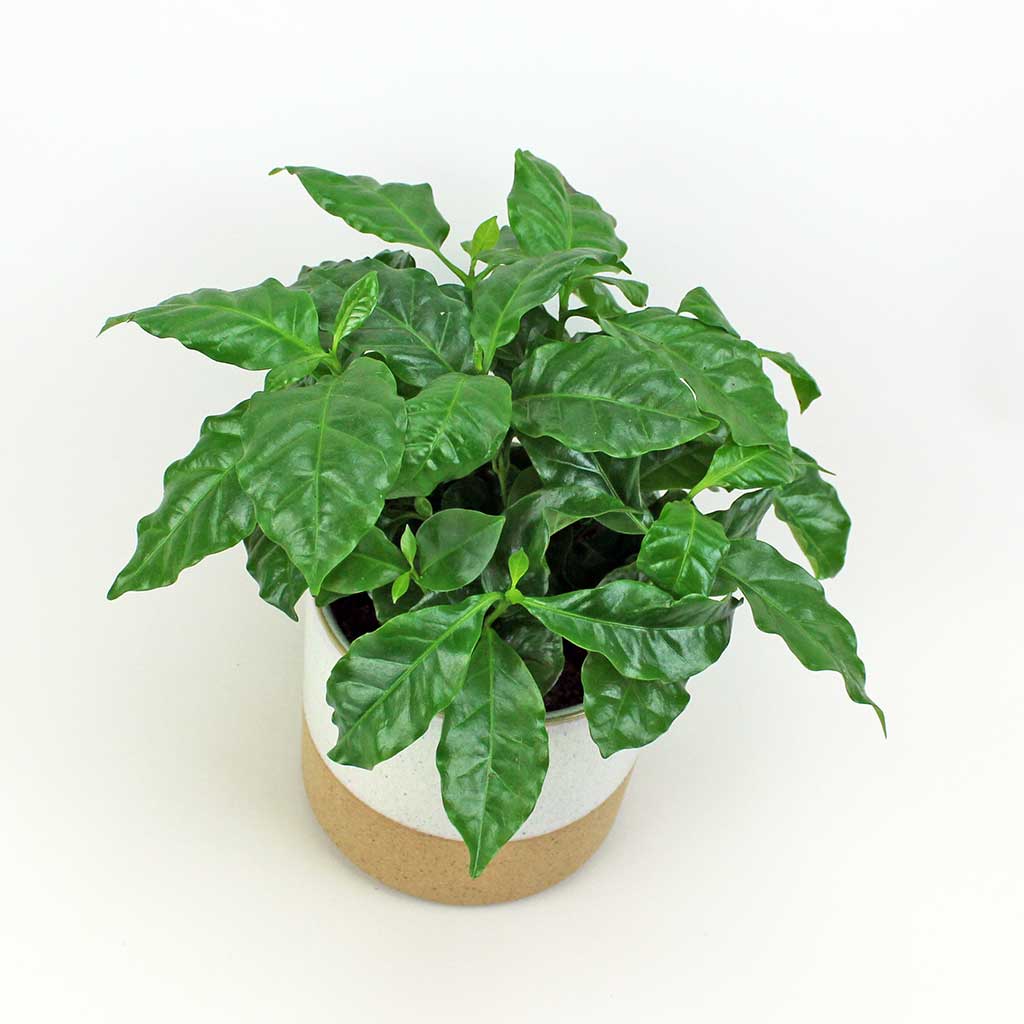 Coffee Plant | Coffea Arabica - Image 5