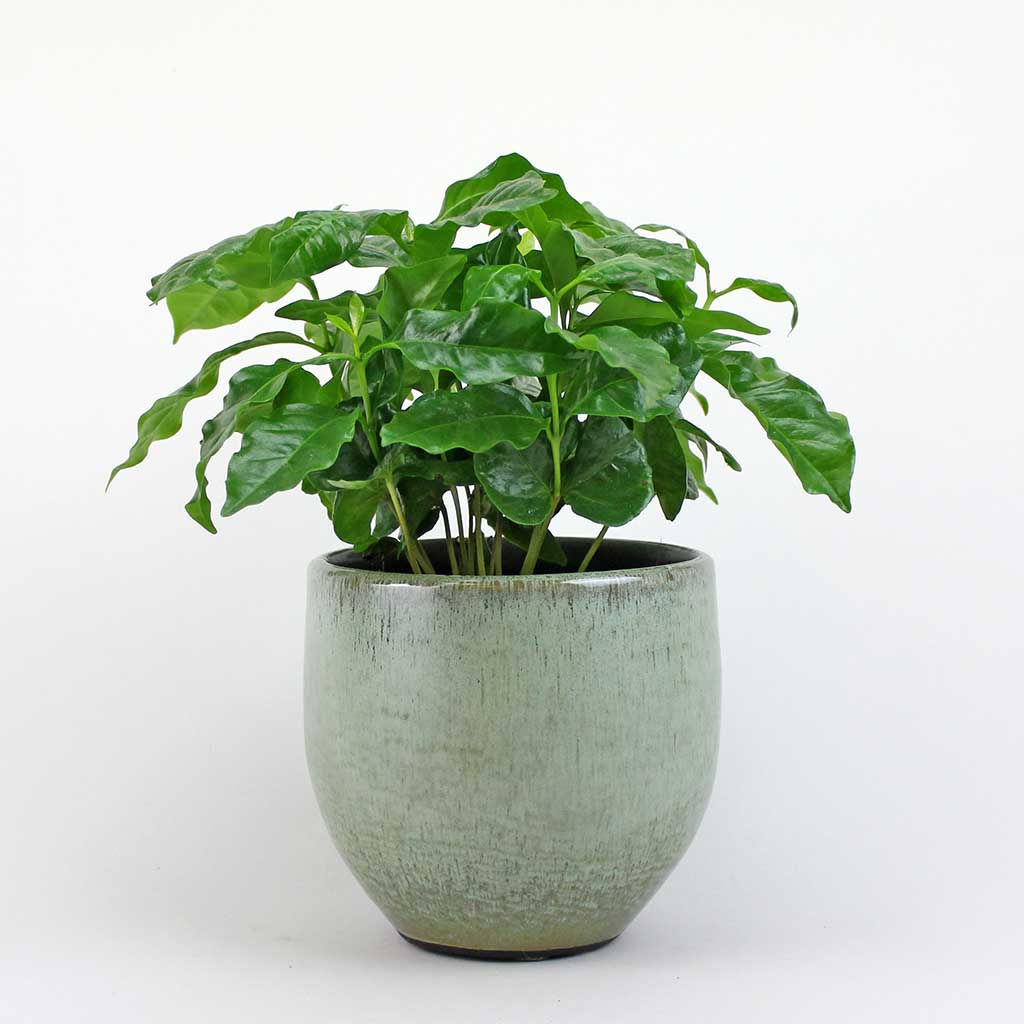 Coffee Plant | Coffea Arabica - Image 6