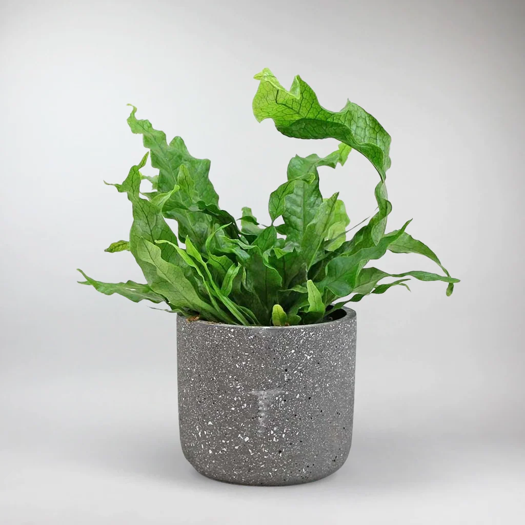 Crocodile Fern | Microsorum Musifolium