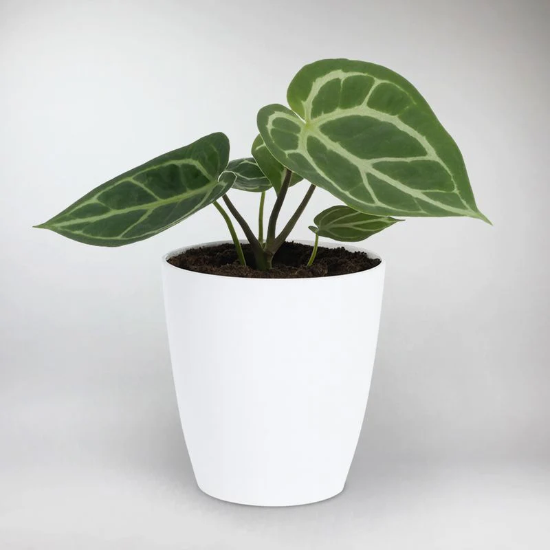 Crystal Anthurium | Anthurium Crystallinum