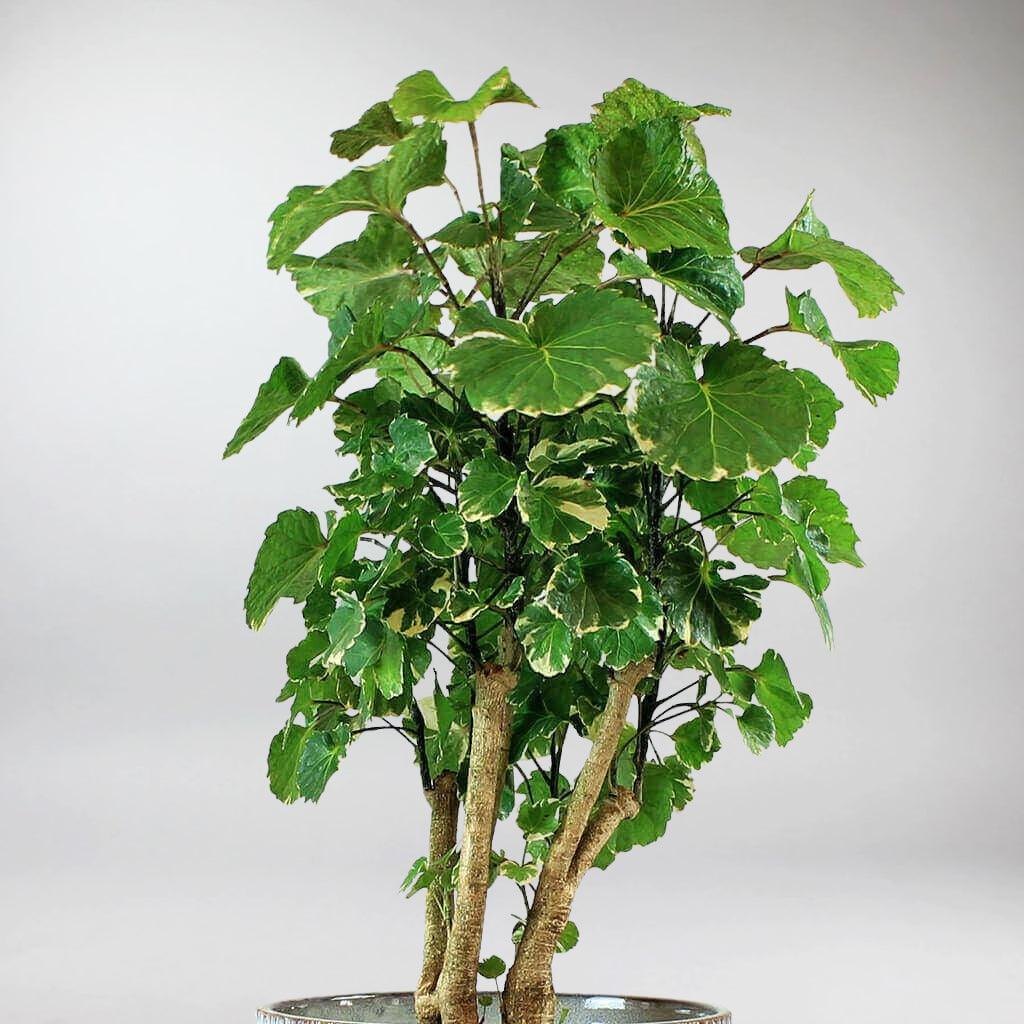 Dinner Plate Aralia 'balfour' | Polyscias Balfour 19 cm - Image 3