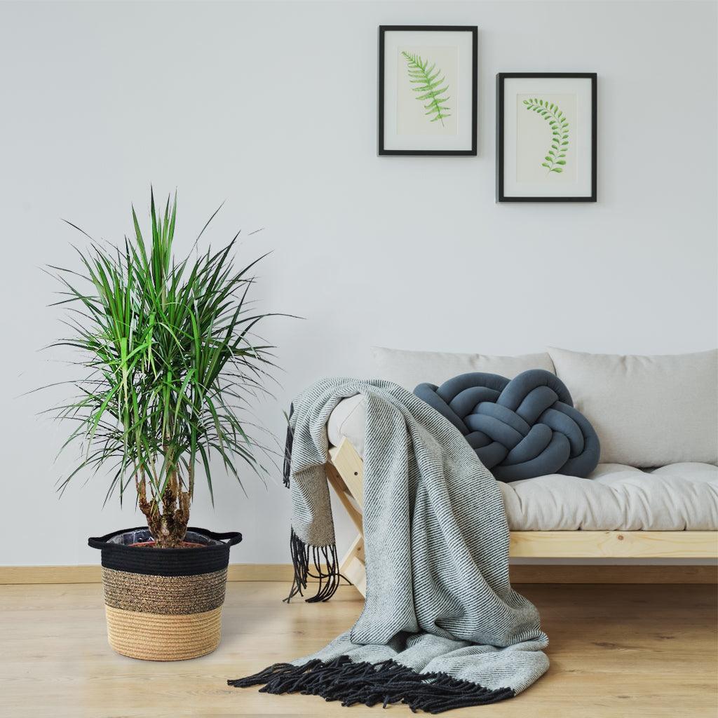 Dragon Tree 'Magenta' | Dracaena Marginata 'Magenta' - Image 3