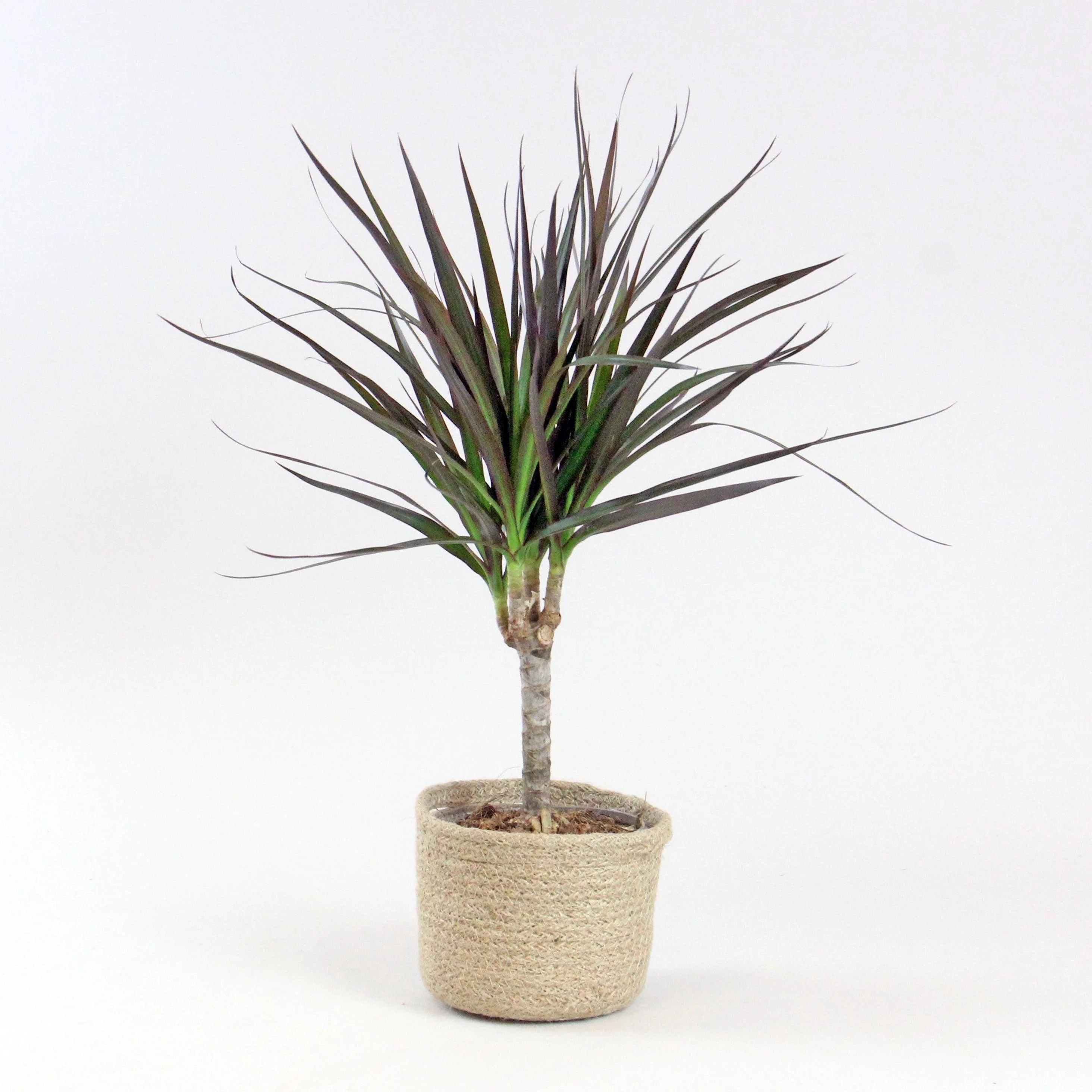 Dragon Tree 'Magenta' | Dracaena Marginata 'Magenta' - Image 4