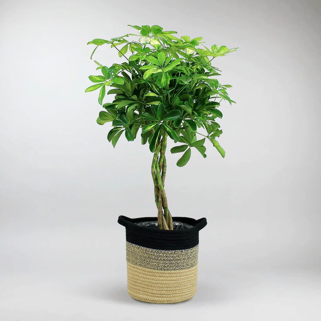 Dwarf Umbrella Tree | Schefflera Arboricola 'Gold Capella' - Image 3