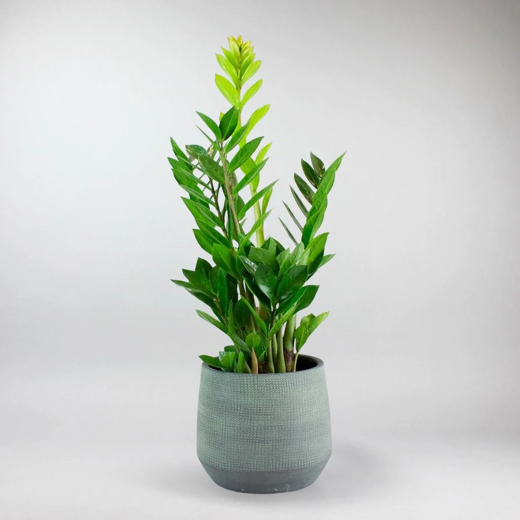 ZZ Plant | Zamioculcas Zamiifolia - Image 4