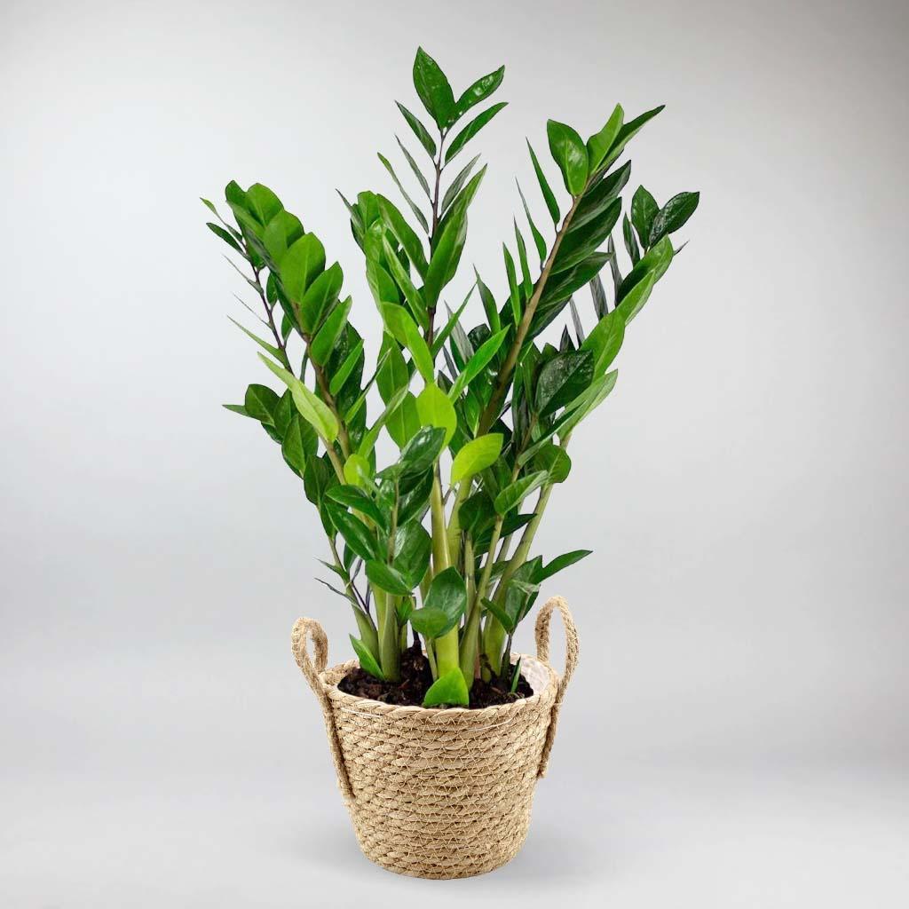 ZZ Plant | Zamioculcas Zamiifolia - Image 5
