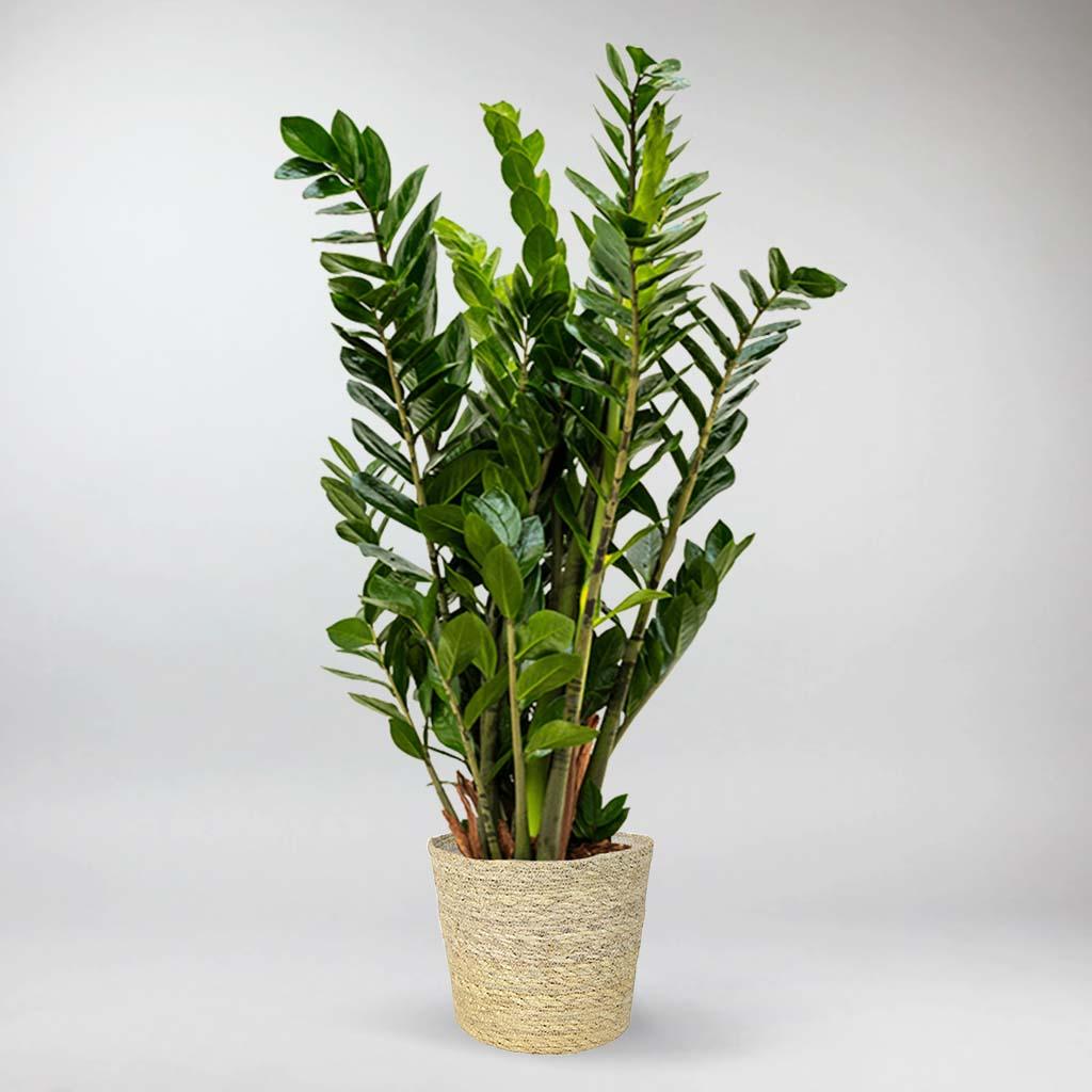 ZZ Plant | Zamioculcas Zamiifolia - Image 6
