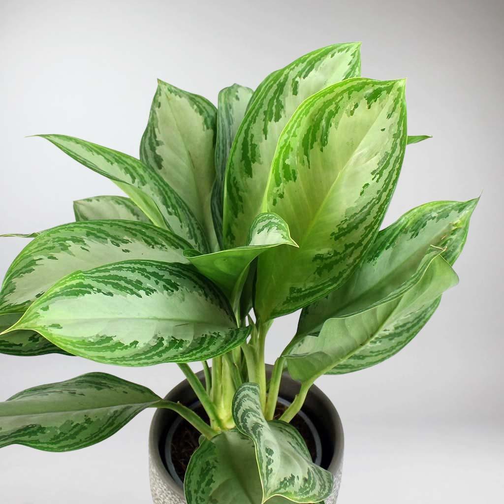 Evergreen 'Silver Bay' with Teal Recycled Plant Tub - Image 3
