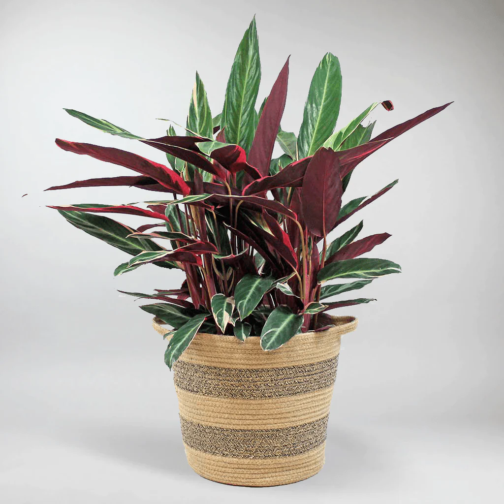 Calathea 'Triostar' | Stromanthe Sanguinea 'Triostar' - Image 4