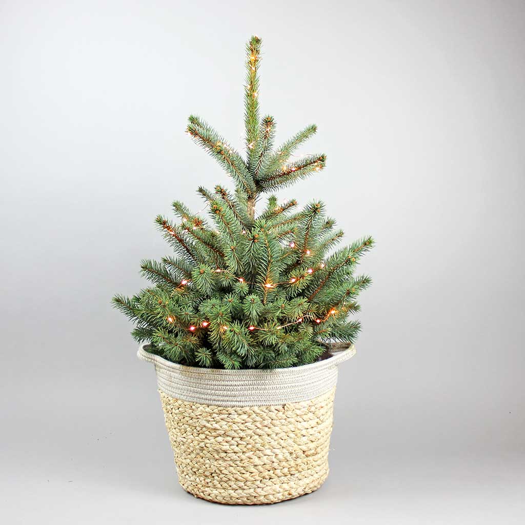 Set: Christmas Tree, Terrarium and Lights | Fairy Christmas Gift and Decoration - Image 3