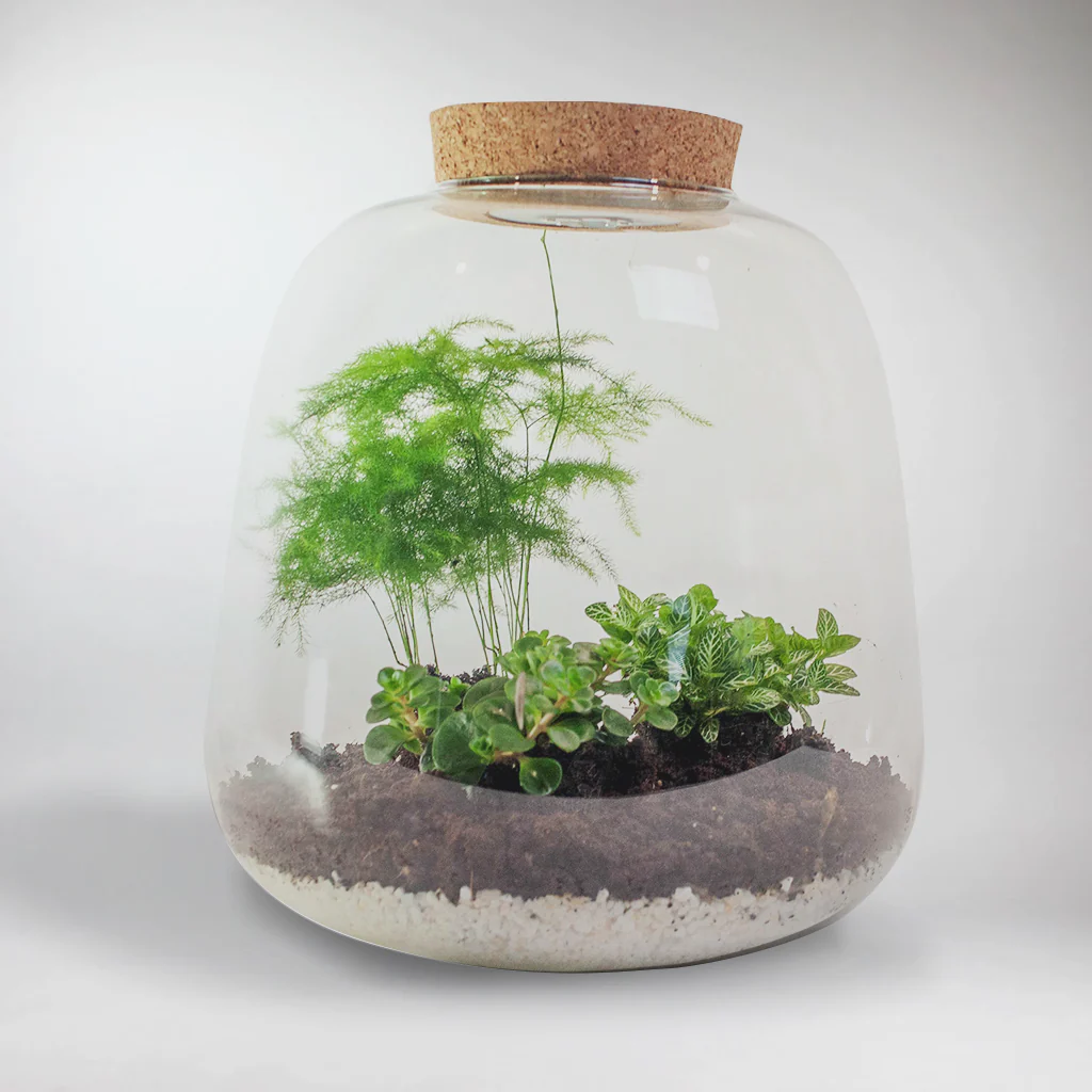 Set: Christmas Tree, Terrarium and Lights | Fairy Christmas Gift and Decoration - Image 4