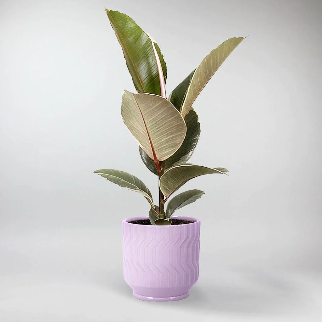 Ficus Elastica Tineke | Ficus Elastica 'Tineke' - Image 3