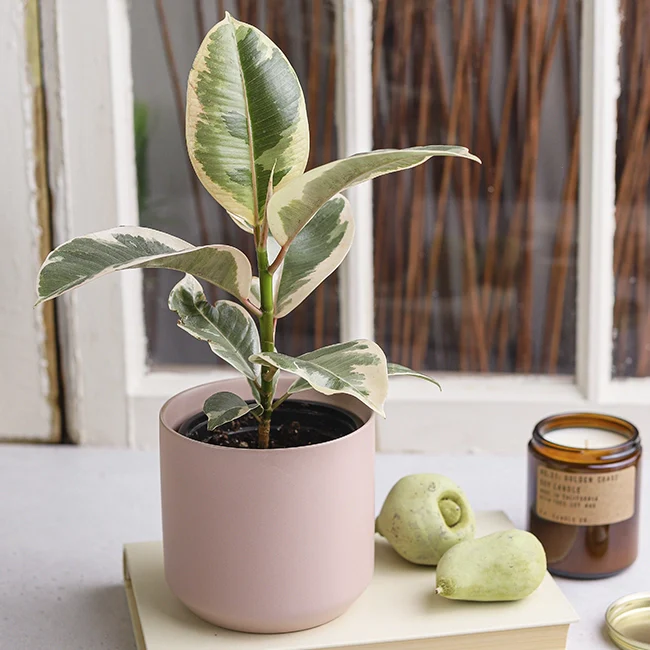 Ficus Elastica Tineke | Ficus Elastica 'Tineke' - Image 4