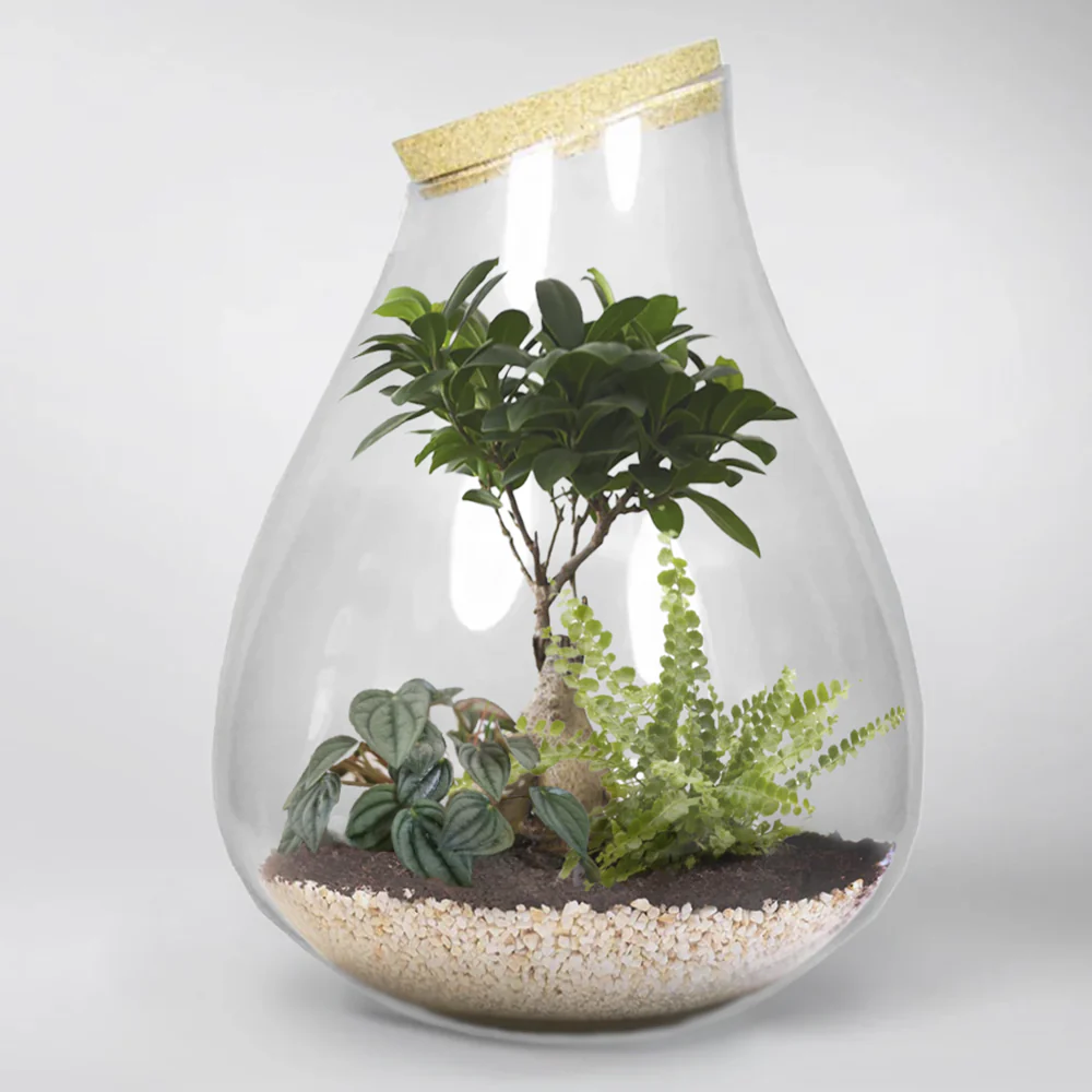 Mini Bonsai Ficus 'Ginseng'| Ficus Microcapa - Image 3